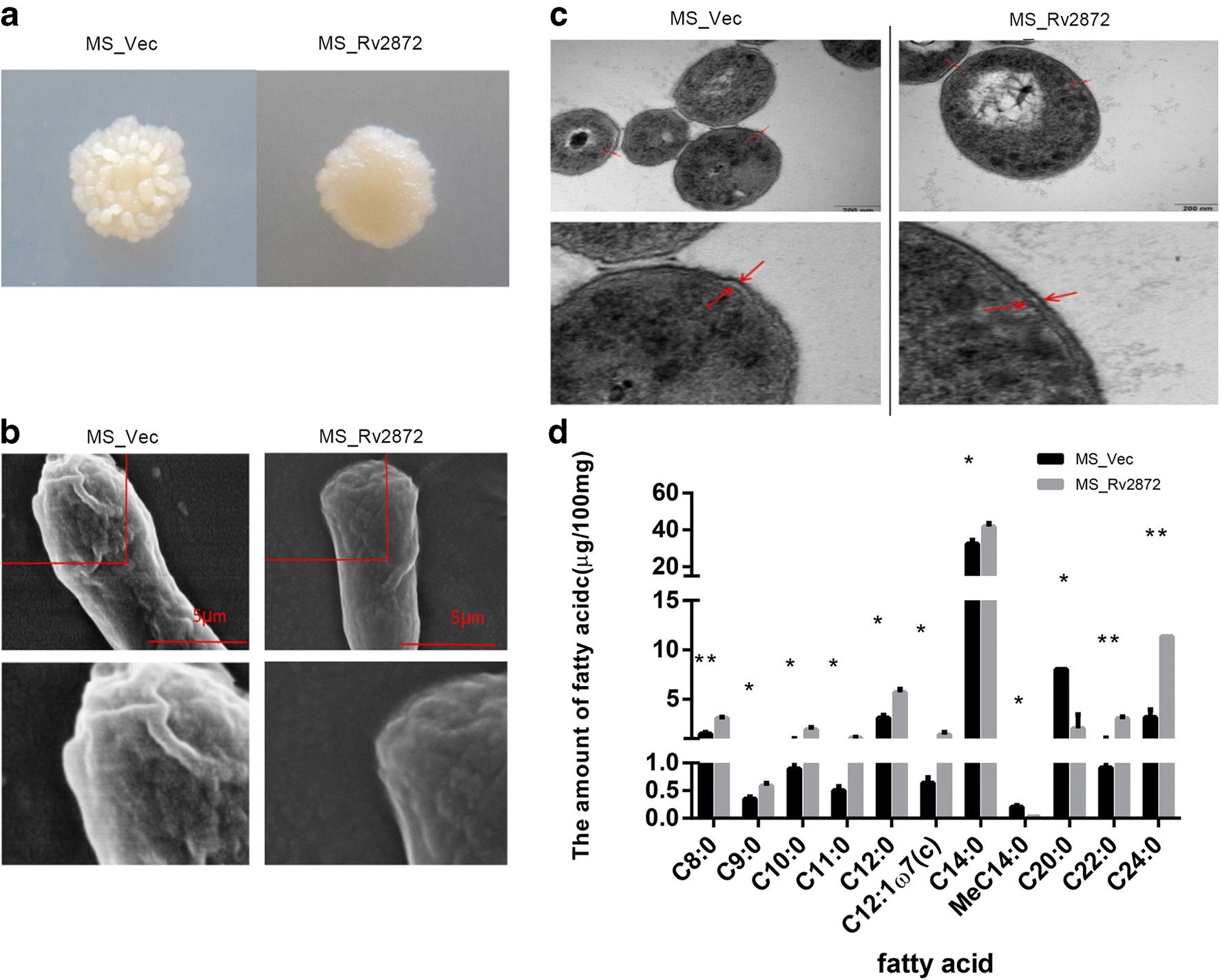 Mycobacterium tuberculosis toxin Rv2872 is an RNase involved in Open image in new window