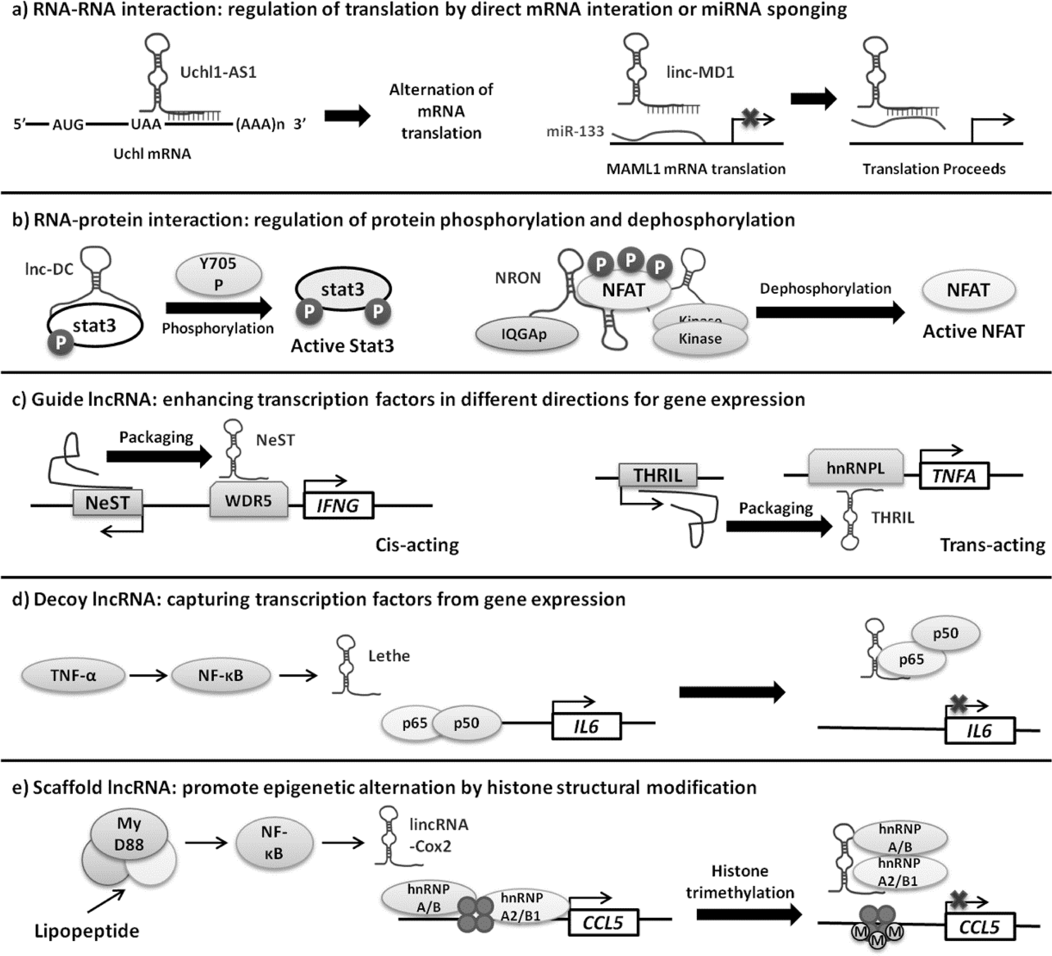 Lncrnas With Mirnas In Regulation Of Gastric Liver And - 