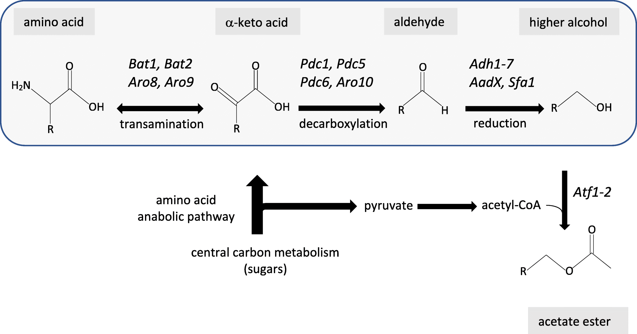 Harnessing Yeast Metabolism Of Aromatic Amino Acids For Fermented - open image in new window