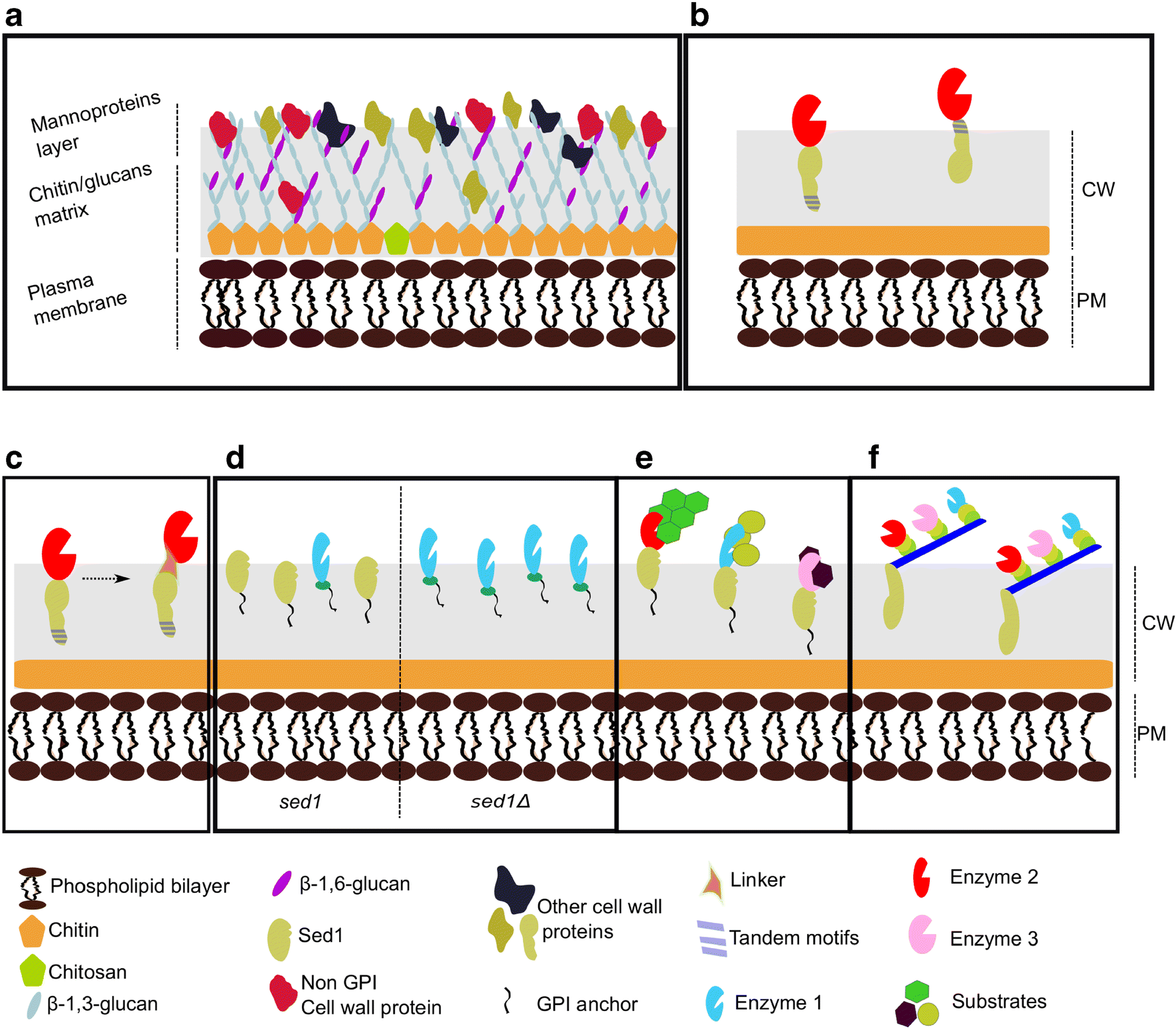 Cell Surface Display Of Proteins On Filamentous Fungi - 