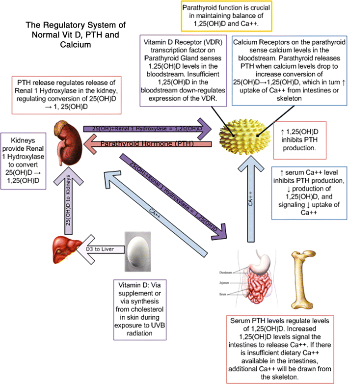 PeerReviewed, EvidenceBased Analysis of Vitamin D and Primary