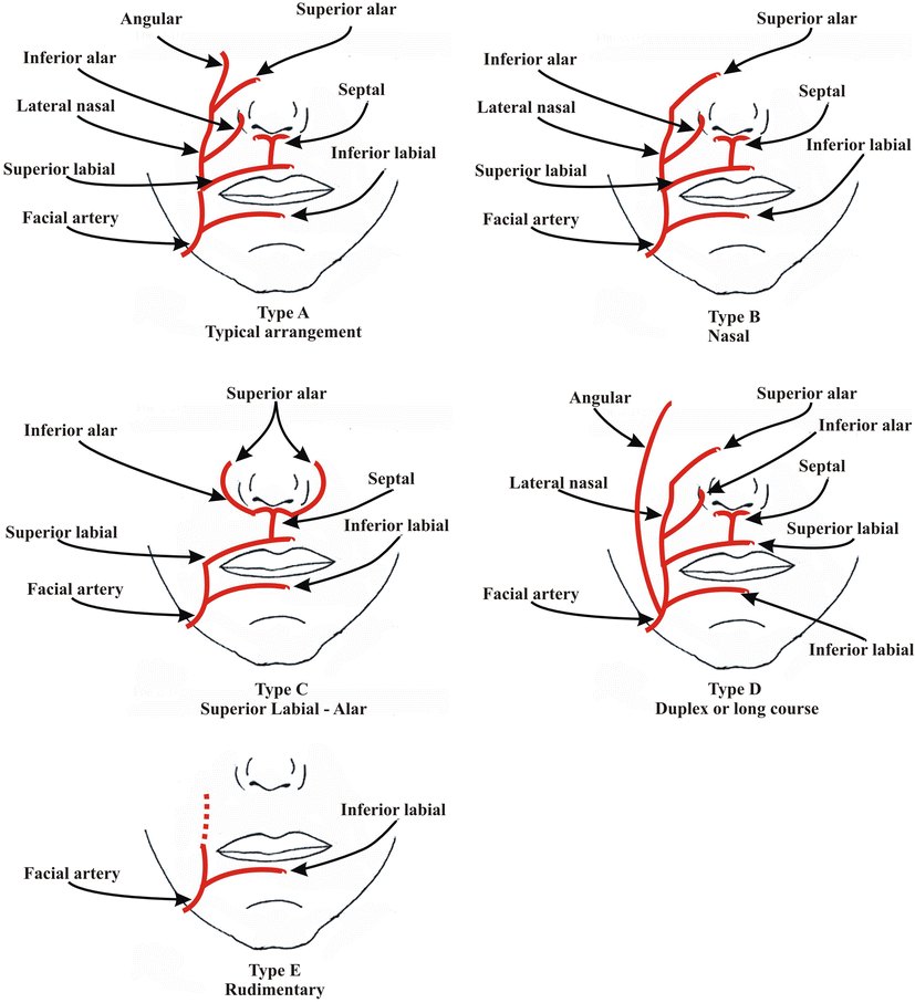 a-detailed-observation-of-variations-of-the-facial-artery-with