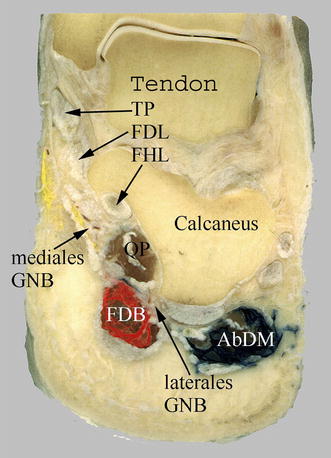 compartments of leg innervation compartments of leg innervation
