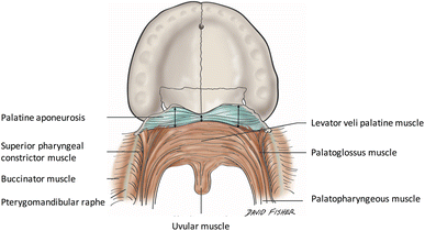 anatomical study of the palatine aponeurosis application to
