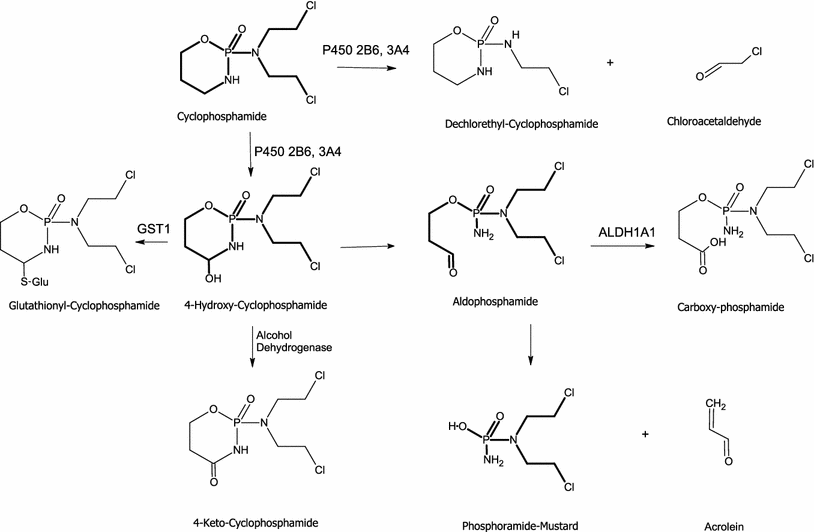 Cyclophosphamide Side Effects Bladder