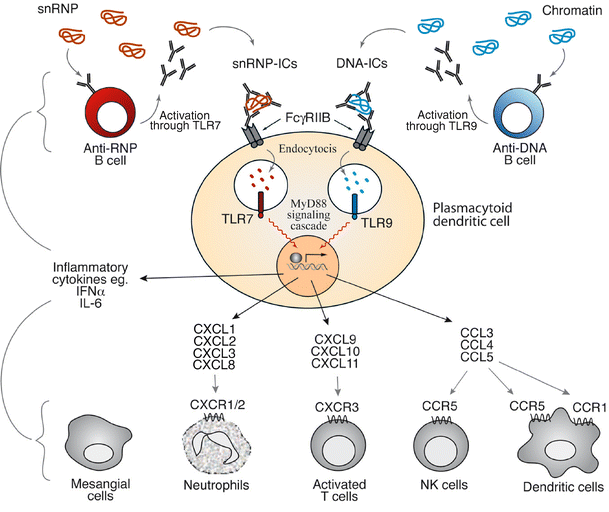 The role of toll-like receptors in systemic lupus erythematosus ...