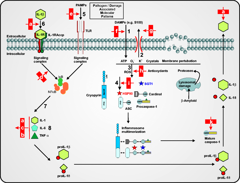 CAPS — pathogenesis, presentation and treatment of an autoinflammatory