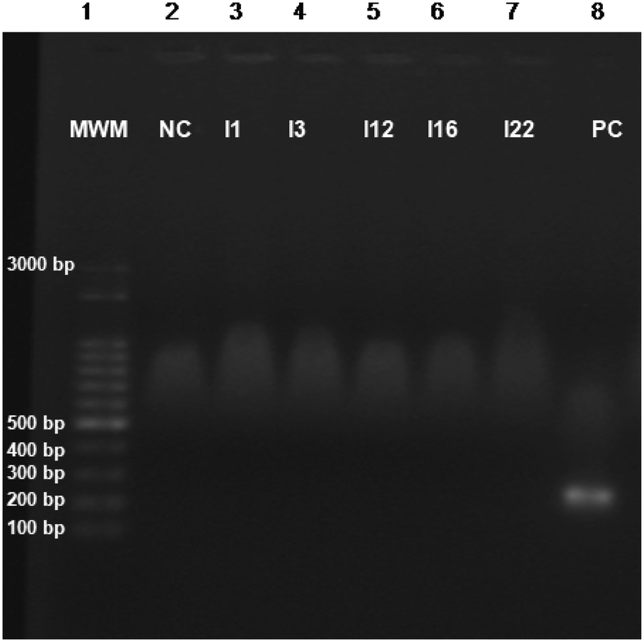 Clonal Dissemination Of Clinical Isolates Of Acinetobacter