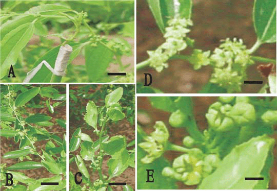 in vitro induction of tetraploid plants from diploid