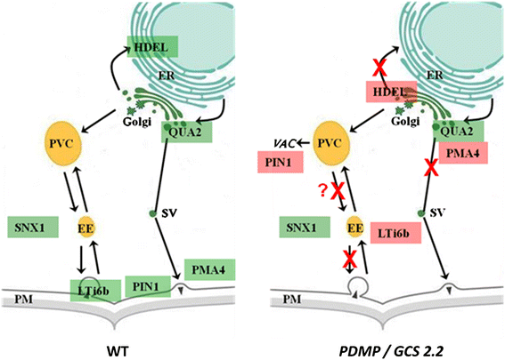 Links between lipid homeostasis; organelle morphodynamics and protein
