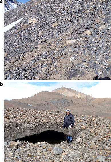 Phylogeny Of Ulotrichalean Algae From Extreme High Altitude And