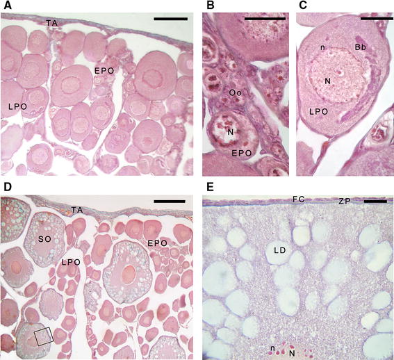 Reproductive Aspects Of Notothenia Rossii And N Coriiceps - 