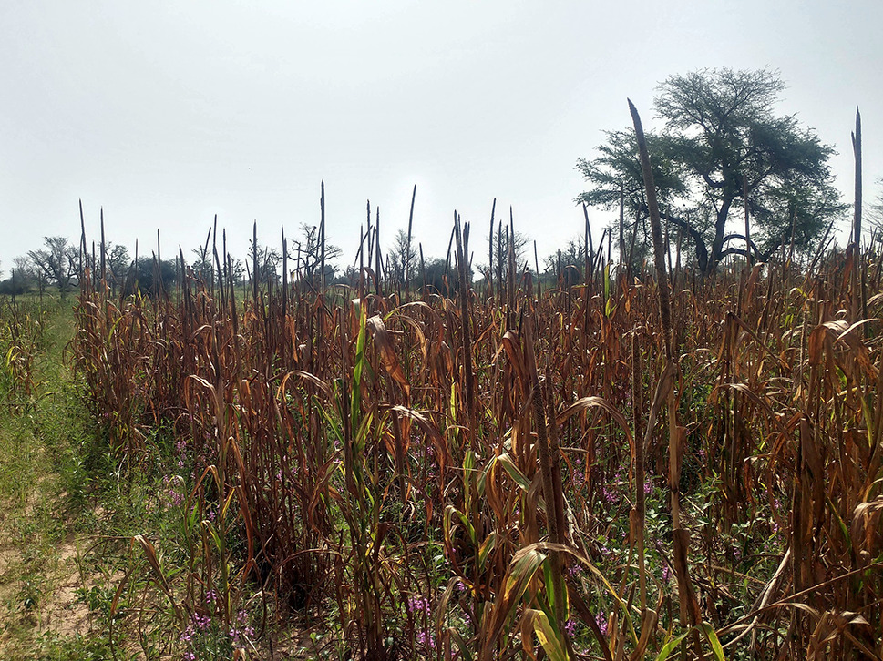 Nitrogen Isotope Values Of Pennisetum Glaucum Pearl Millet