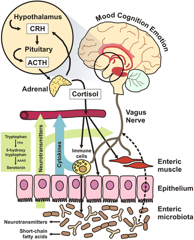 The microbiome: stress, health and disease | SpringerLink