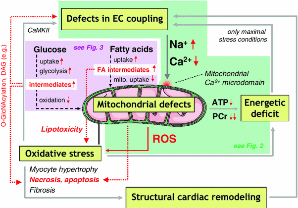Myocardial Energetics In Heart Failure Springerlink - 