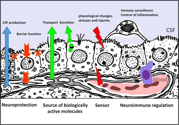 Molecular anatomy and functions of the choroidal blood-cerebrospinal ...
