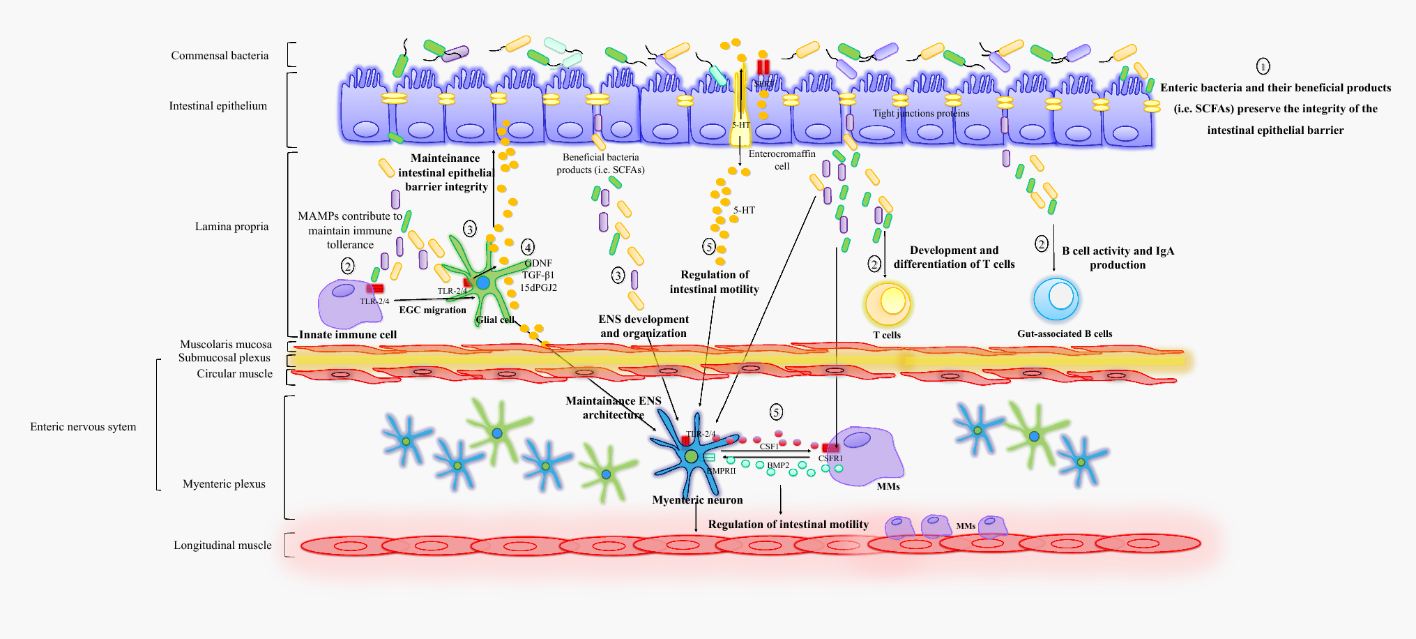 Immune System And Gastrointestinal >> Interplay Among Gut Microbiota Intestinal Mucosal Barrier And Immune System And Gastrointestinal >> Interplay Among Gut Microbiota Intestinal Mucosal Barrier And