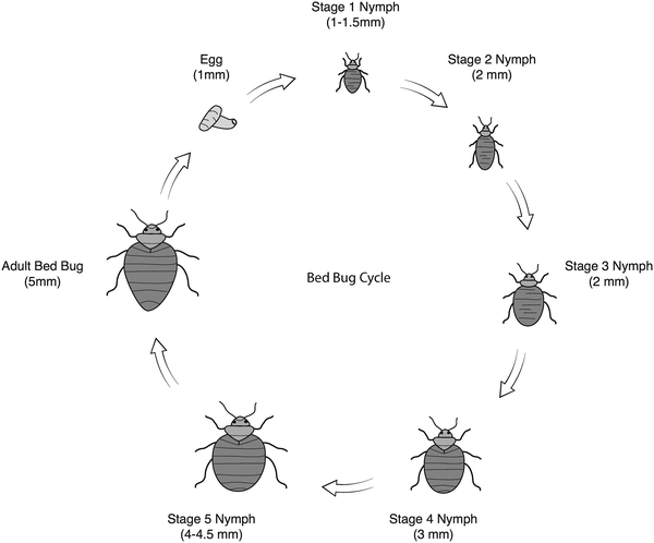 Bed bugs and possible transmission of human pathogens: a
