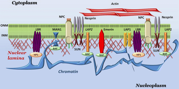 Inner nuclear membrane proteins: impact on human disease | SpringerLink