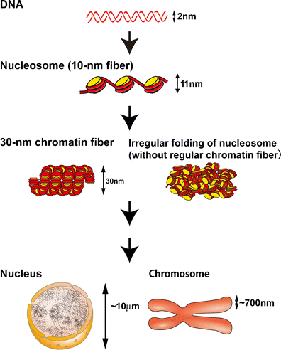 Chromatin As Dynamic 10-nm Fibers | SpringerLink