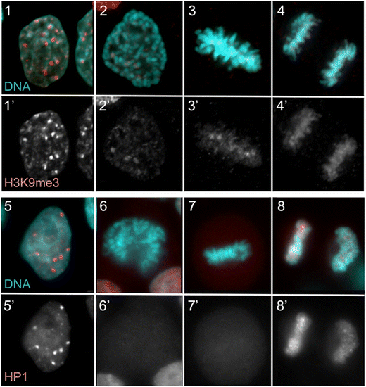 Resetting a functional G1 nucleus after mitosis | SpringerLink