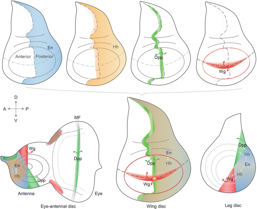 The legacy of Drosophila imaginal discs SpringerLink