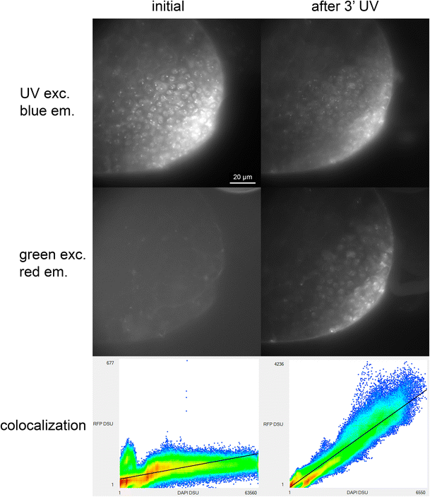 Photoconversion of DAPI and Hoechst dyes to green and redemitting