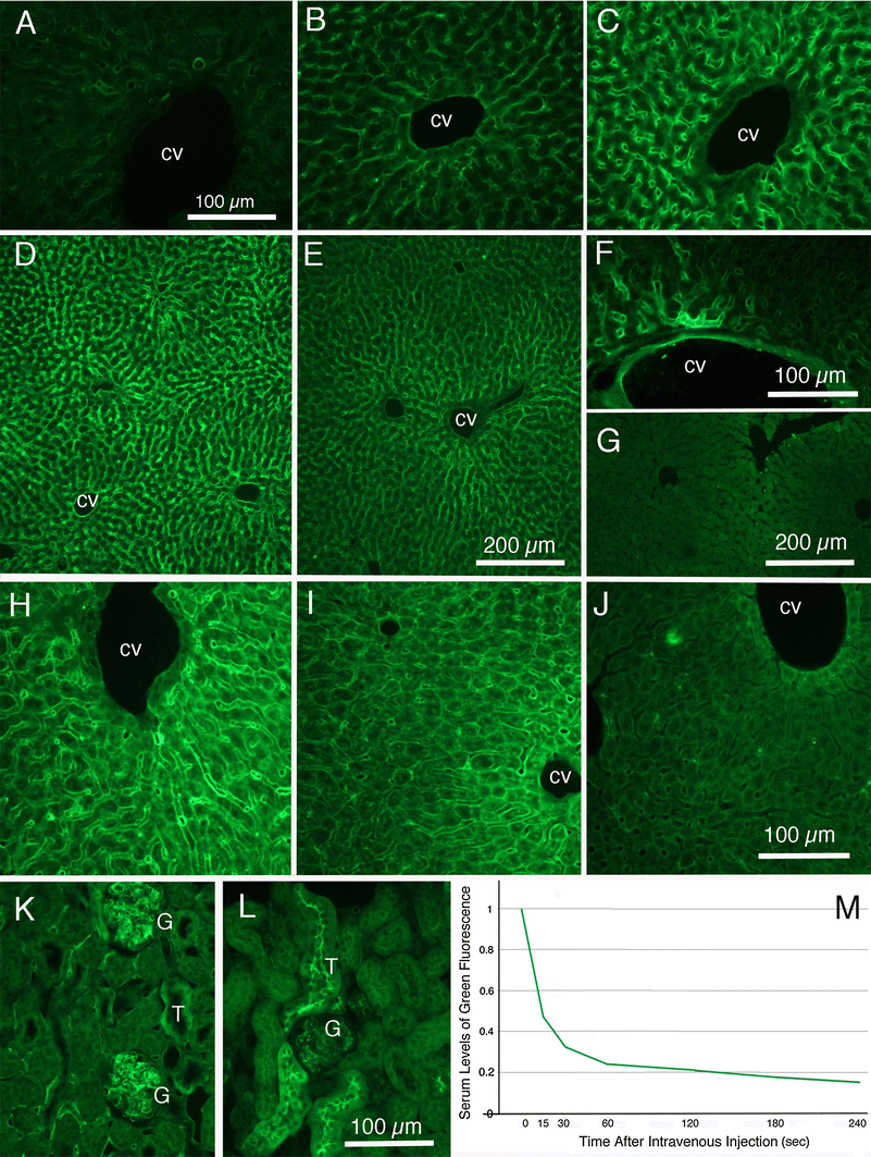 Use of labeled tomato lectin for imaging vasculature structures