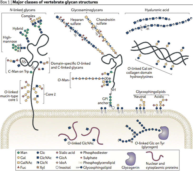 Eukaryotic protein glycosylation a primer for histochemists and cell