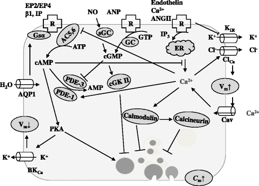 pdf juniper networks