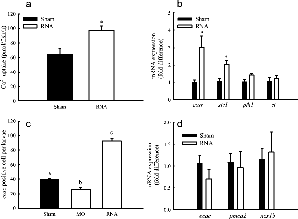 a role for transcription factor glial cell missing 2 in ca2 8
