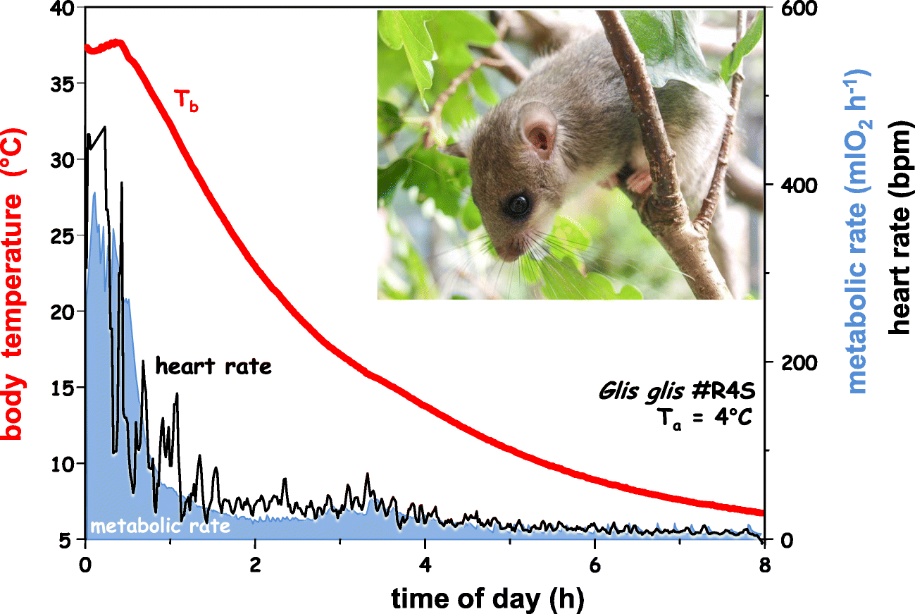 Torpid Snow Primates Found In Midwest >> Hibernating Astronauts Science Or Fiction Springerlink Torpid Snow Primates Found In Midwest >> Hibernating Astronauts Science Or Fiction Springerlink