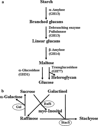 Physiological roles of plant glycoside hydrolases | SpringerLink