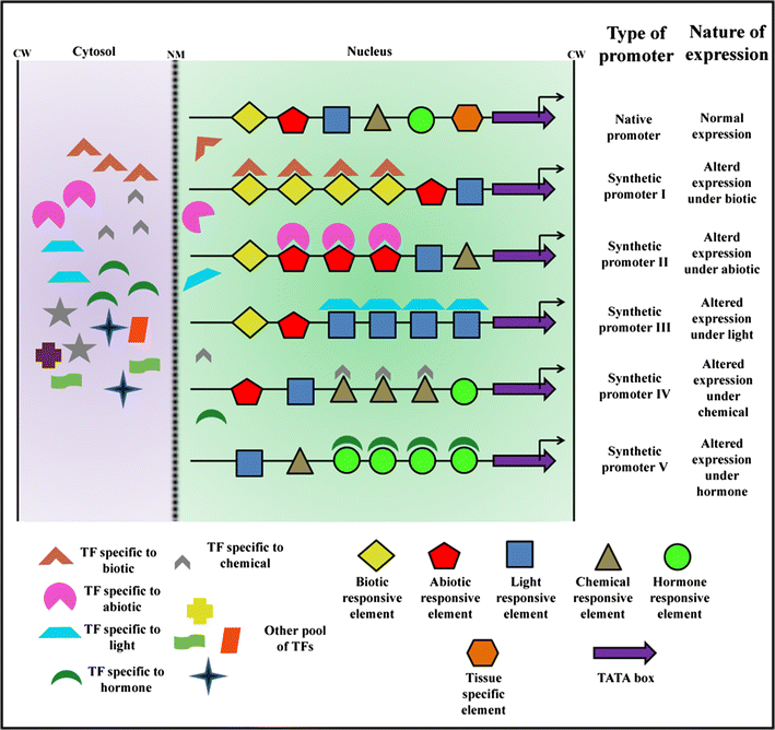 Synthetic promoters in planta | SpringerLink