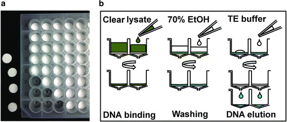 Dna extraction thesis