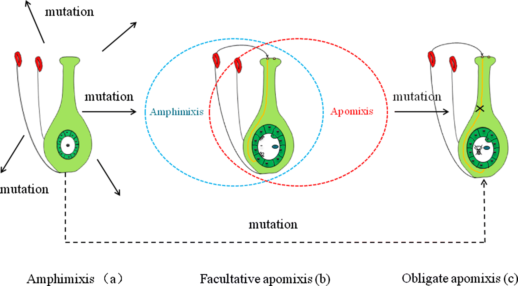 The steps from sexual reproduction to apomixis SpringerLink
