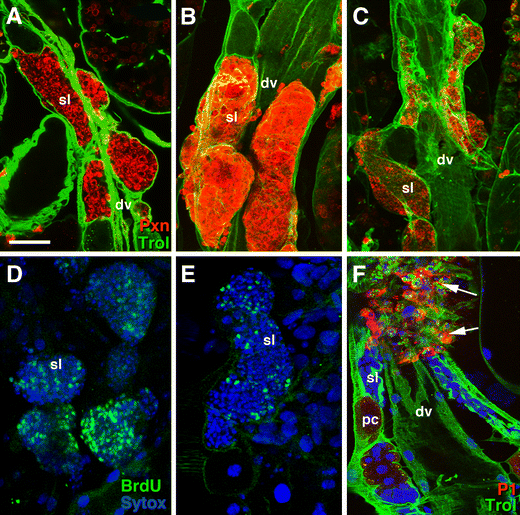 Hematopoiesis at the onset of metamorphosis terminal differentiation