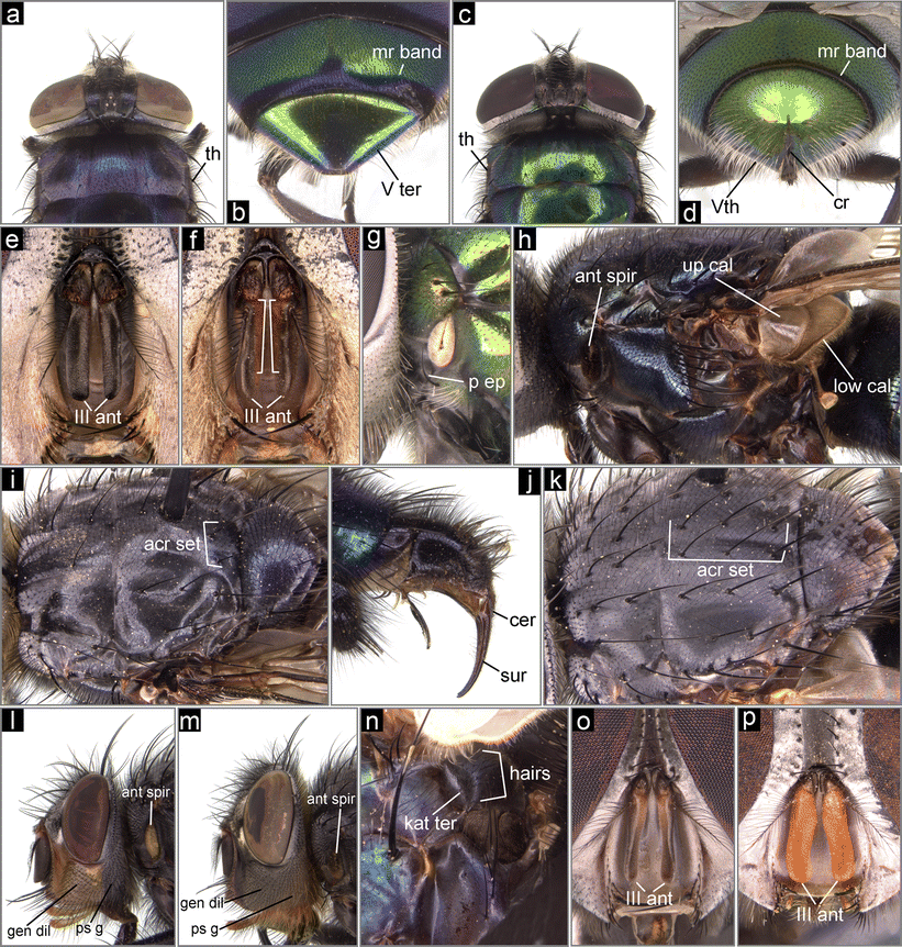 Species Identification Of Middle Eastern Flies Diptera