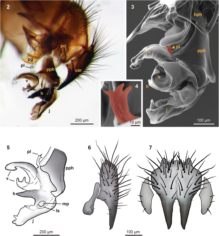 A New Flesh Fly Species Diptera Sarcophagidae Parasitic