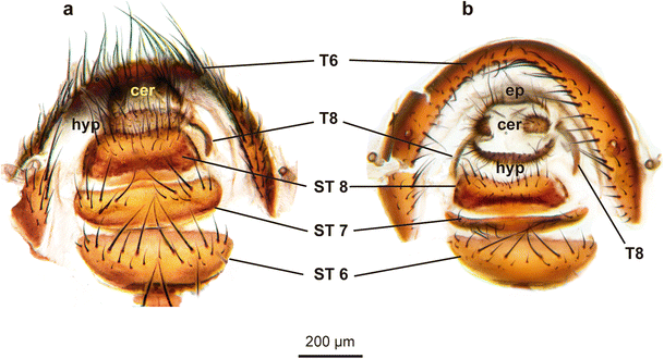 A New Flesh Fly Species Diptera Sarcophagidae Parasitic
