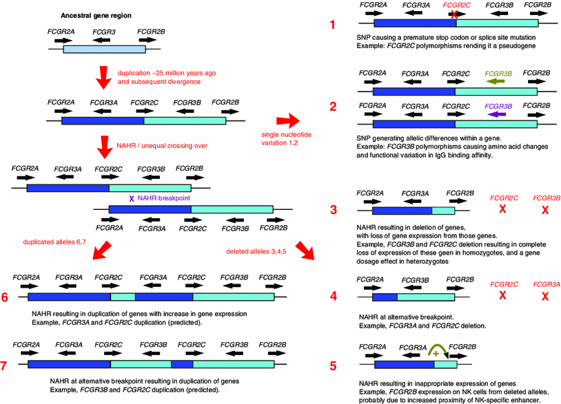 Human gene copy number variation and infectious disease SpringerLink