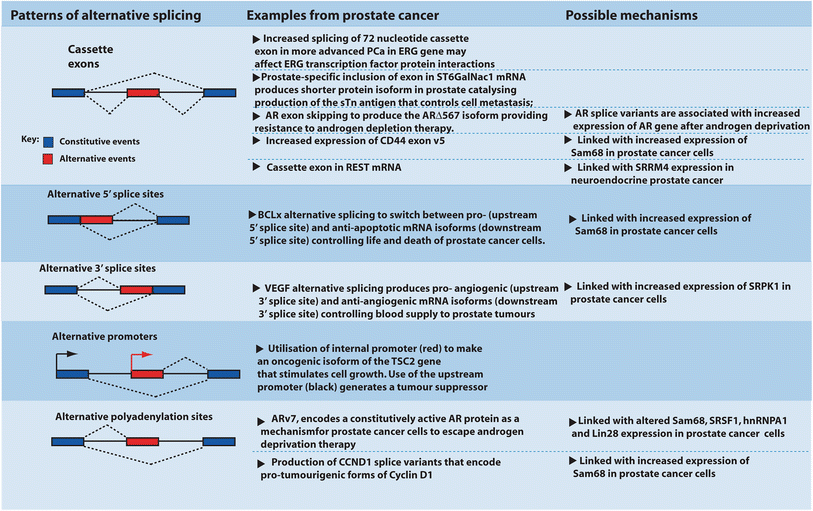 Splice Variants Reveal Connections >> Rna Splicing And Splicing Regulator Changes In Prostate Cancer Splice Variants Reveal Connections >> Rna Splicing And Splicing Regulator Changes In Prostate Cancer