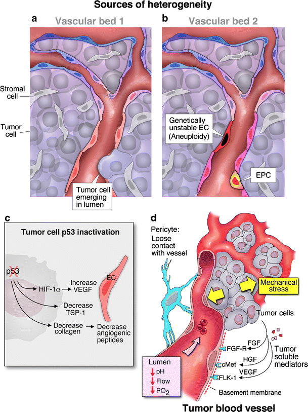 Molecular heterogeneity of tumor endothelium SpringerLink
