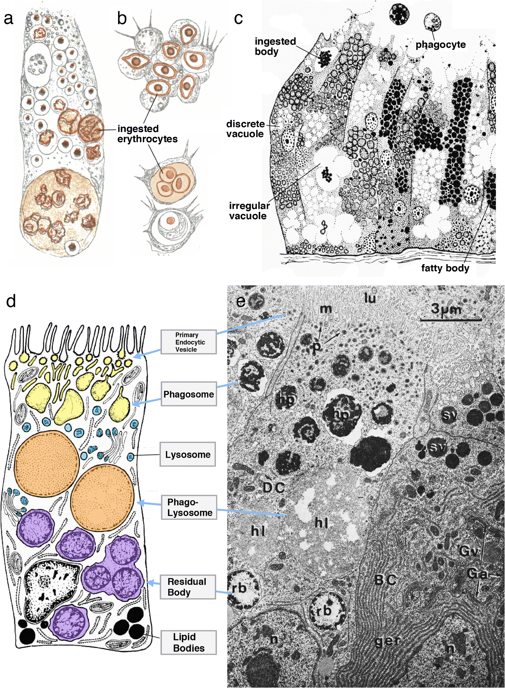 Phagocytosis In Cellular Defense And Nutrition A Food - 