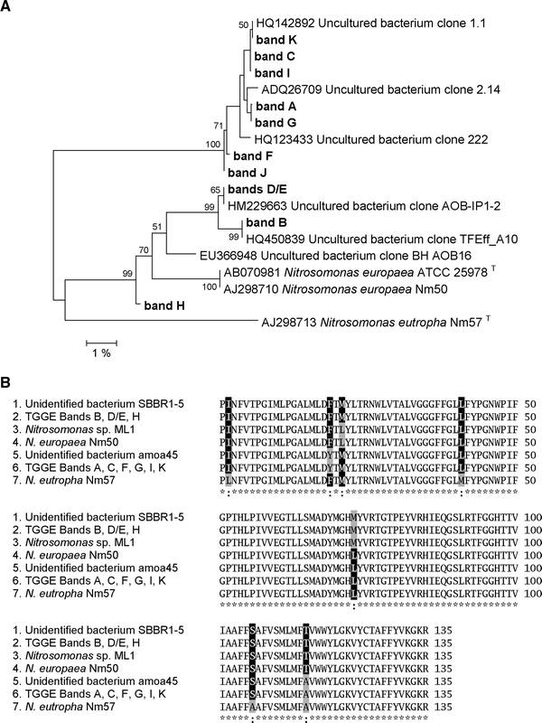 Prevalence Of Nitrosomonas Cluster 7 Populations In The Ammonia Oxidizing Community Of A Submerged Membrane Bioreactor Treating Urban Wastewater Under Different Operation Conditions Springerlink