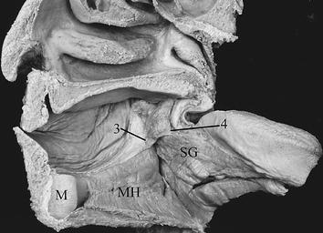 superior constrictor muscle superior constrictor muscle