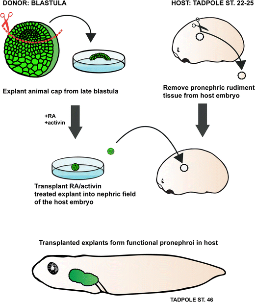 Xenopus leaping forward in kidney organogenesis SpringerLink