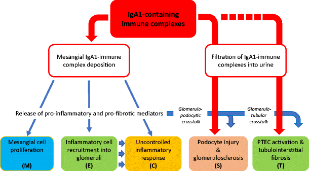 New Insights Into The Pathogenesis Of Iga Nephropathy - 