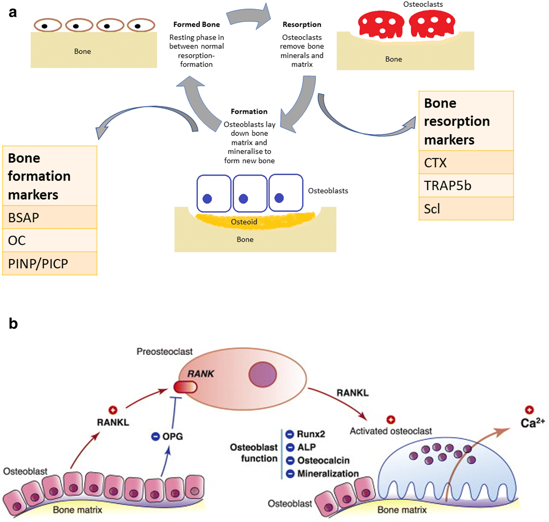 Assessing Bone Mineralisation In Children With Chronic - 