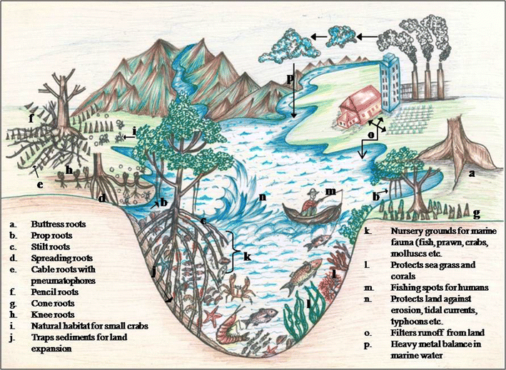 Mangrove root adaptations and ecological importance SpringerLink